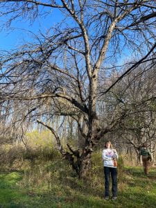 Undergrad researcher Victoria Broughton standing under an impressively tall wild apple tree at 3 Beagles Farm in Dryden, NY.